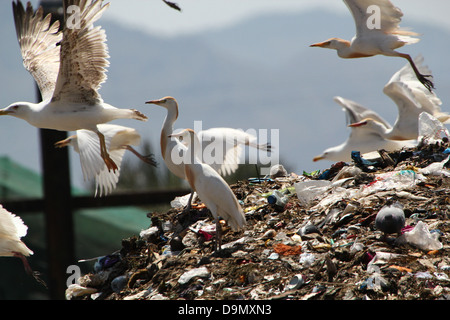 Grand groupe d'Espagnol garde-boeufs (Bubulcus ibis) sur un site d'enfouissement - city dump (6 images en série) Banque D'Images