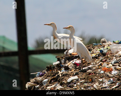 Grand groupe d'Espagnol garde-boeufs (Bubulcus ibis) sur un site d'enfouissement - city dump (6 images en série) Banque D'Images