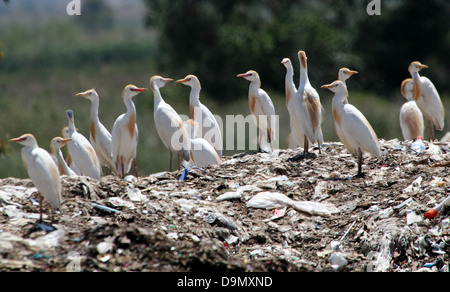 Grand groupe d'Espagnol garde-boeufs (Bubulcus ibis) sur un site d'enfouissement - city dump Banque D'Images