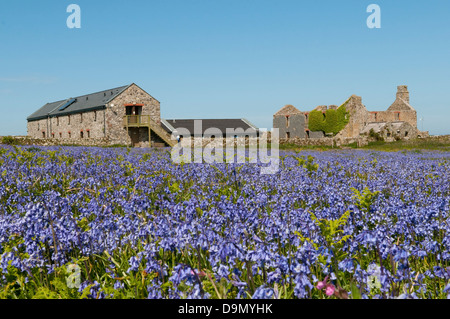 La ferme sur l'île de Skomer, Pembrokeshire parmi les jacinthes Banque D'Images