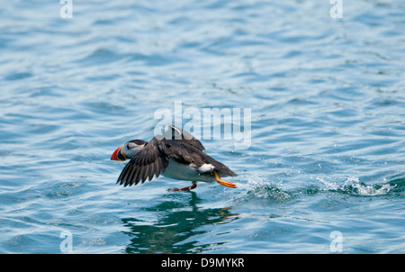 Un Puffin décolle de la surface de la mer, de Skomer, Pembrokeshire, Pays de Galles, Royaume-Uni Banque D'Images