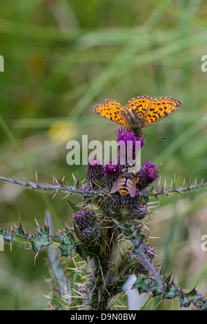 Petite perle-bordé fritillary sur thistle Banque D'Images