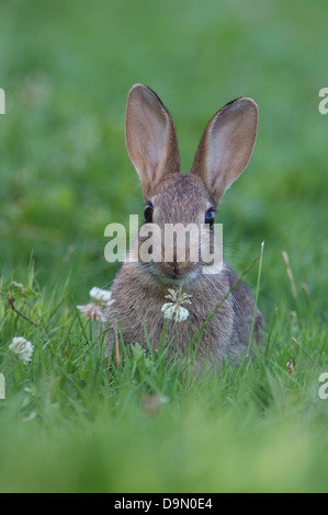 Lapin européen (Oryctogalus cuniculus) manger du trèfle fleur Banque D'Images