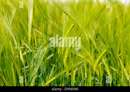 Domaine de blés verts Banque D'Images