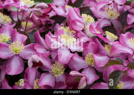 Clematis montana Freda Banque D'Images