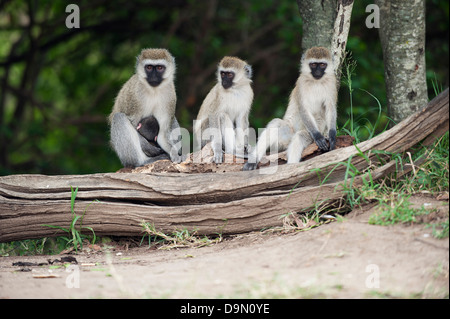 Groupe de singe avec un bébé assis sur un arbre, Masai Mara, Kenya Banque D'Images