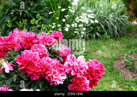 Bouquet de pivoines rose frais jardin en été Banque D'Images