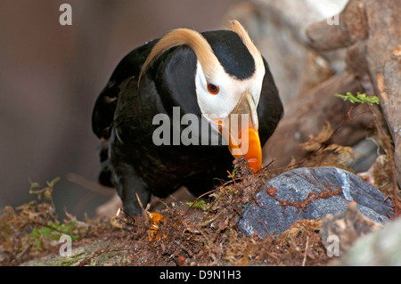 Puffin touffeté, Fratercula cirrhota marcher sur un rocher Banque D'Images