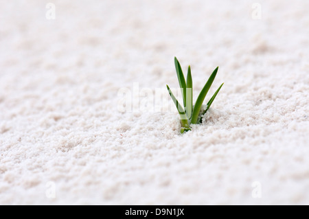 White Sands au Nouveau Mexique, USA Banque D'Images