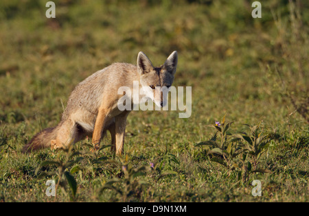 Le chacal doré dans la lumière du matin, Serengeti, Tanzanie Banque D'Images