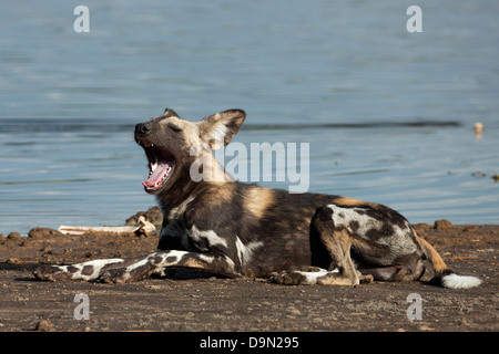 Chien sauvage d'Afrique portrait de bâiller, Serengeti, Tanzanie Banque D'Images