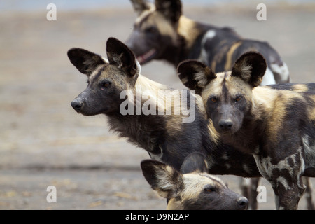 Chien sauvage d'Afrique portrait, Serengeti, Tanzanie Banque D'Images