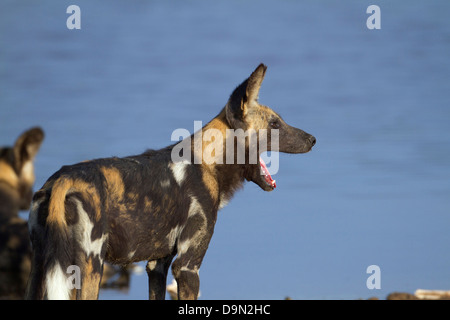 Chien sauvage d'Afrique portrait de bâiller, Serengeti, Tanzanie Banque D'Images