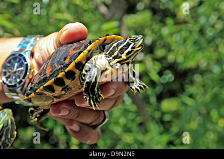 Tortue sauvage tenu dans la main par les guide dans le parc national des Everglades de Floride;;USA;Nord Banque D'Images