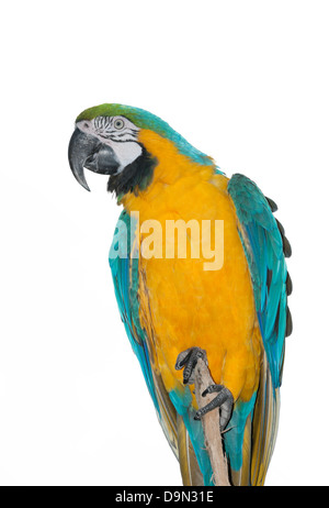 Blue-and-Yellow Macaw (Ara ararauna) sur un fond blanc Banque D'Images