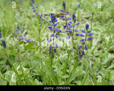 Polygale incarnat Polygala vulgaris / COMMUNE / Gewöhnliche Kreuzblume Banque D'Images