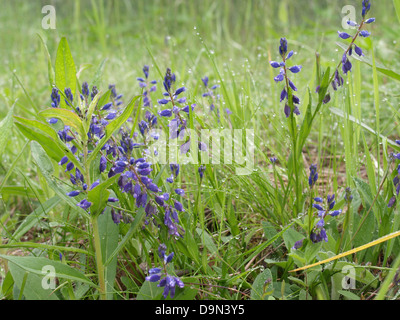 Polygale incarnat Polygala vulgaris / COMMUNE / Gewöhnliche Kreuzblume Banque D'Images