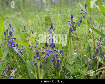 Polygale incarnat Polygala vulgaris / COMMUNE / Gewöhnliche Kreuzblume Banque D'Images