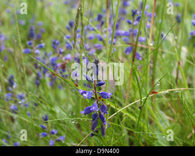 Polygale incarnat Polygala vulgaris / COMMUNE / Gewöhnliche Kreuzblume Banque D'Images