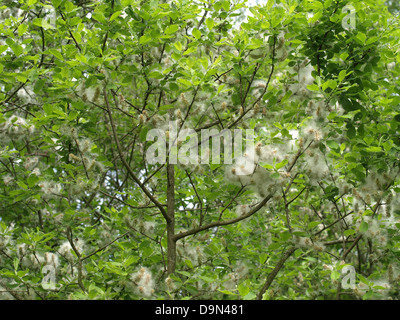 Willow l'oreille avec des graines Banque D'Images