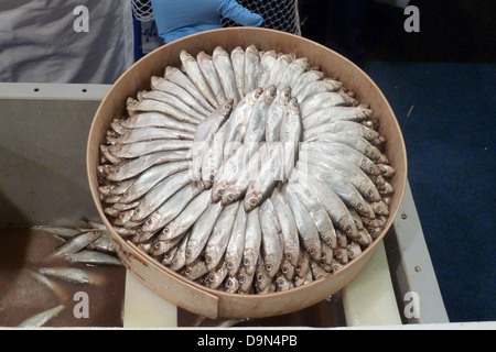 Saraghina, Sprat Sprattus sprattus, Banque D'Images