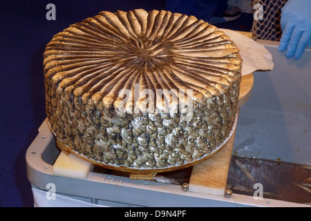 Saraghina, Sprat Sprattus sprattus, Banque D'Images