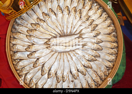 Saraghina, Sprat Sprattus sprattus, Banque D'Images