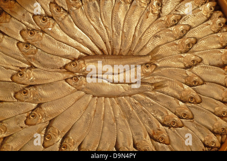 Le sprat, saraghina, Sprattus sprattus, Mer Adriatique Banque D'Images