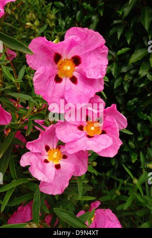 Cistus purpureus ciste Orchidée Banque D'Images