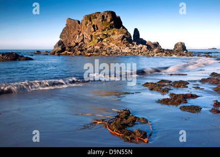 Ou01086-00...OREGON - les algues et le varech sur Rock Beach au bord de l'océan Pacifique à Harris Beach State Recreation Area. Banque D'Images