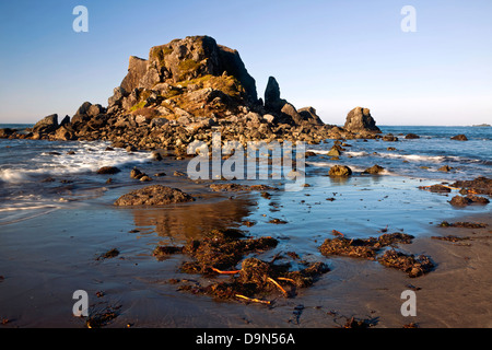 Ou01088-00...OREGON - les algues et le varech sur Rock Beach au bord de l'océan Pacifique à Harris Beach State Recreation Area. Banque D'Images