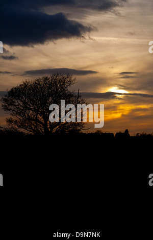 Coucher du soleil avec arbre en sillouette Banque D'Images