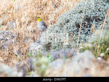 Un mâle Cinereous Bunting (Emberiza cineracea) de l'est une espèce qui est un spécialiste d'oiseaux sur Lesbos, Grèce. Banque D'Images