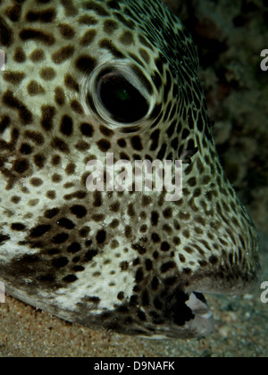 (Arothron stellatus Puffer étoilé) Banque D'Images