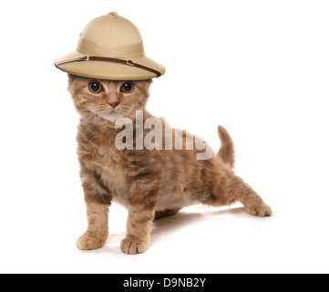 Selkirk Rex Chocolat Tortie chaton portant un safair explorateurs de la jungle hat Banque D'Images