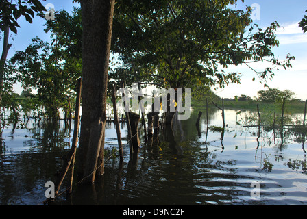 Une ferme près de Mompos dans le département de Bolivar Colombie inondées par la montée des eaux du fleuve Magdalena Banque D'Images