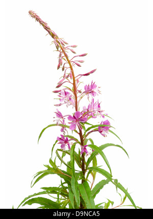 Chamerion angustifolium Rosebay Willowherb Grand Willow-herb Fireweed Banque D'Images