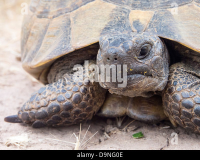 Un Marginated Tortoise (Testudo marginata) sur Lesbos, Grèce. Banque D'Images