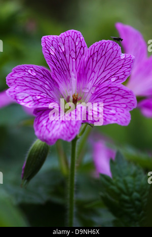 Beau géranium sanguin (Geranium endressii Endres) avec des gouttes de pluie et d'insectes Banque D'Images