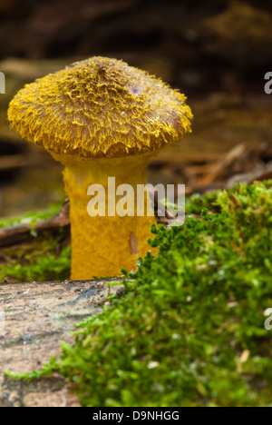 Seul le miel ( champignon Armillaria mellea) la culture des champignons sur fallen log avec moss, l'Épinette blanche Forêt, St Albert, Alberta Banque D'Images