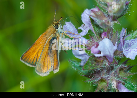 Skipper (Thymelicus lineola européenne) se nourrissant de marsh hedgenettle (Stachys palustris), le centre de l'Alberta, Canada Banque D'Images