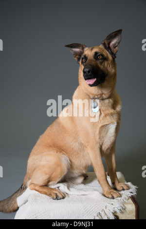 Light Brown croix berger allemand chien assis sur le dessus d'une boîte avec un fond gris Banque D'Images