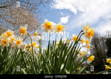 Une foule de jonquilles printemps lever dans la lumière du soleil contre un ciel bleu avec des nuages blancs Banque D'Images