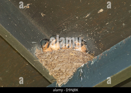 Quatre jeunes l'hirondelle rustique (Hirundo rustica) dans une ligne dans un nid construit dans le coin d'un hangar, Lemoine Point Conservation Area Banque D'Images