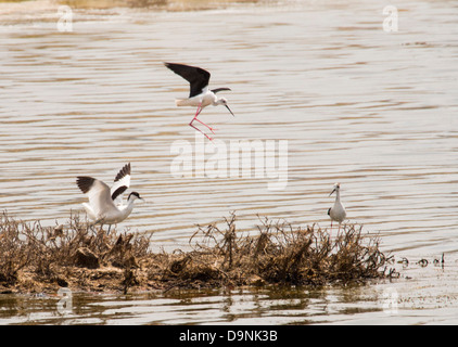 Black Winged Stilt (Himantopus himantopus) et l'avocette (Recurvirostra avosetta) sur les marais salants sur Lesbos, Grèce. Banque D'Images