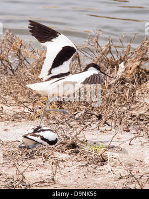 Avocette élégante (Recurvirostra avosetta) sur les marais salants sur Lesbos, Grèce. Banque D'Images