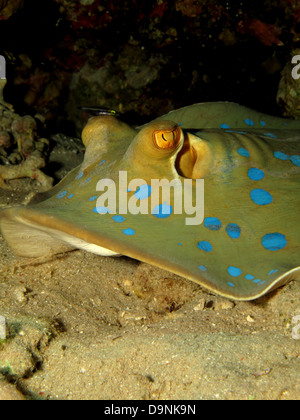 Bluespotted stingray (taeniura lymma) Banque D'Images