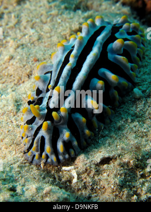 Les varices verrue slug (Phyllidia varicosa). Mer Rouge, Egypte. Banque D'Images