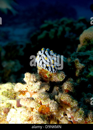 Les varices verrue slug (Phyllidia varicosa). Mer Rouge, Egypte. Banque D'Images