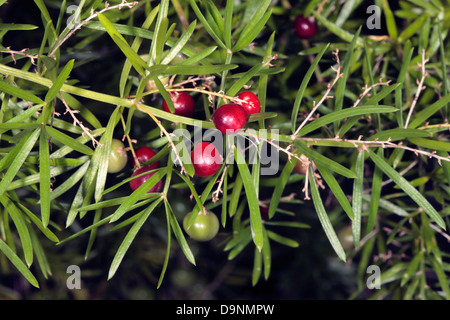 Fern Emerald/asperges/arbuste de la sétaire verte/Fruits-Asparagus Sprenger Asparagus densiflorus sprengeri A. [auparavant]-Famille Liliaceae Banque D'Images
